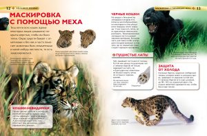 Обложка: Большие кошки