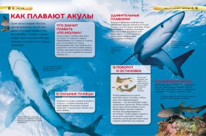 Обложка: Акулы