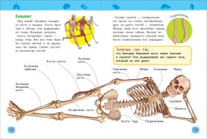 Обложка: Тело человека